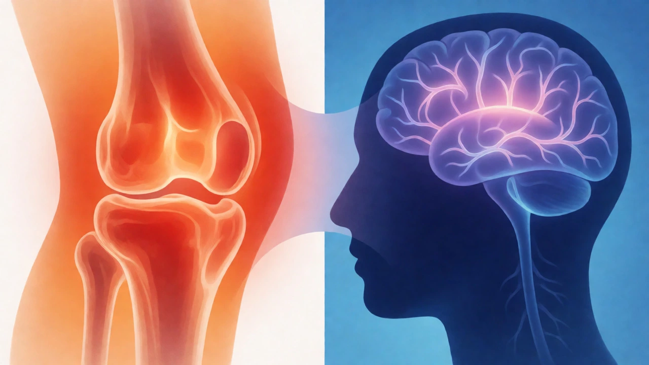 Visual comparison of NSAID inflammation reduction vs acetaminophen brain action
